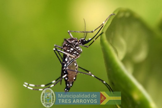 imagen 1 de la noticia  Programa de Vigilancia Entomológica a fin de detectar la presencia del mosquito Aedes Aegypipublicada el 2023-10-23